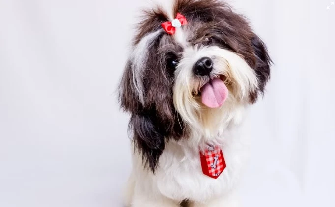Professional dog groomers