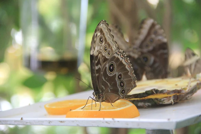 Al Noor Island Butterfly House