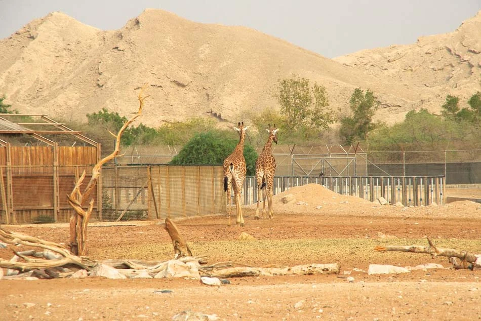 Wildlife at Zakher Lake